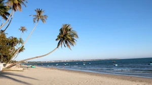 Стволы кокосовых пальм, склоняющиеся над морем в Муйне. (Фото: ВИА)