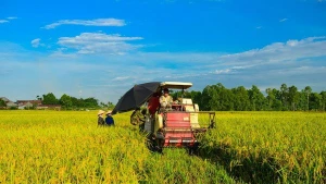Уборка риса в дельте реки Меконг. Фото: (Vietnam+)