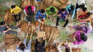 Многие модели стартапов сельских женщин способствуют повышению стоимости местной продукции и создают рабочие места для местных жителей. (Фото: ВИА)