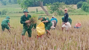 Пограничный пост Тхань помогает населению убирать рис во время наводнения. (Фото: ВИА)