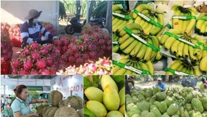 Объём экспорта овощей и фруктов за 10 месяцев оценивается более чем в 7 млрд долларов США, что примерно на 14% больше по сравнению с аналогичным периодом прошлого года. (Фото: ВИА)