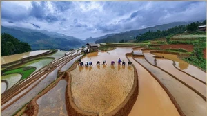 «Сезон пересадки риса», автор — арт-фотограф Хоанг Бить Ньунг, июнь 2024 года.