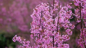 Цветы То-зай распускаются как символ прихода весны и начала нового сельскохозяйственного сезона. (Фото: ВИА)