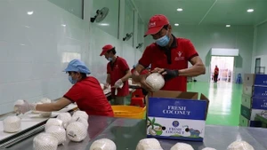 Рабочие упаковывают свежие кокосы для экспорта на перерабатывающем предприятии в провинции Виньлонг. (Фото: ВИА)