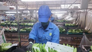 Экспортная выручка от поставок фруктов превысила 5 млрд долларов США. (Фото: ВИА)