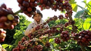 Сбор кофе. (Фото: ВИА)