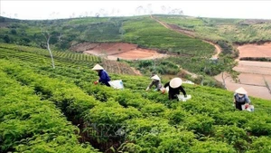 К 2025 году площадь чайных плантаций в провинции Ламдонг сократится примерно до 12 000 гектаров (Фото: ВИА)