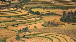 Золотые рисовые поля, созревшие как террасы, в Футхо. (Фото: ВИА)