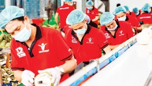 Предварительная обработка кокосов для экспорта на предприятии Vina T&T Group. (Фото: nhandan.vn)