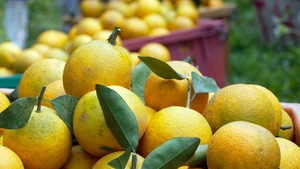 Хрустящие апельсины Тхыонглок в преддверии праздника Тэт