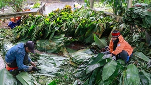 Пучки ярко-зелёных листьев зонг тщательно отбирают, моют и аккуратно раскладывают, подготавливая к этапу заворачивания бань чынг. (Фото: ВИА)