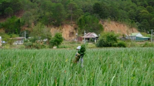 Крупнейшая в Ламдонге деревня гладиолусов получила высокий урожай к Тэту