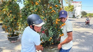 Жители оживлённо готовятся к Тэт, покупают кумкват и персиковые ветви на улицах Ханглыок и Хангма