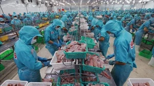 В первой половине 2025 года экспорт рыбных продуктов составил 5,16 млрд долларов США, что на 16,9% больше, чем за аналогичный период прошлого года. (Фото: ВИA)
