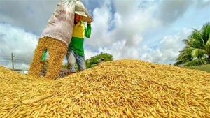 Свежесобранный рис. (Фото: ВИА)