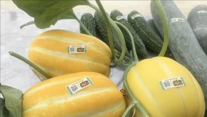 Продукция из дыни с нанесённой маркой прослеживаемости представлена в магазине сельскохозяйственных товаров Сoнгван, город Ниньбинь, провинция Ниньбинь. (Фото: ВИА)