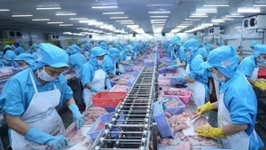 В странах блока CPTPP экспорт вьетнамского пангасиуса за период с января по октябрь вырос на 36% по сравнению с аналогичным периодом прошлого года, достигнув 305 млн долларов США, что составляет 17% от общего объёма мировых продаж пангасиуса Вьетнама. (Иллюстративное фото: ВИА)