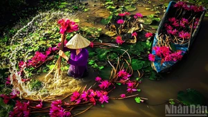 Необъятные просторы западных провинций Южного Вьетнама в сезон паводковых вод