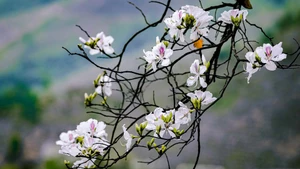 Цветение бановых деревьев украшает горный город Дьенбьен