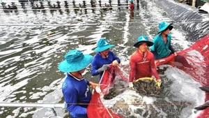 В 2025 году Китай стал крупнейшим рынком сбыта вьетнамских креветок с общим объемом импорта на сумму 1,3 млрд долл. США, что на 55% больше по сравнению с 2024 годом. (Фото: ВИА)