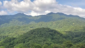 Вьетнам входит в число ведущих стран Азии в области восстановления лесов и устойчивого управления лесными ресурсами. (Фото: ВИА)