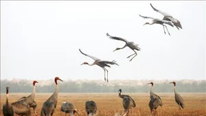 Ранее Национальный парк Чамчим привлекал множество красноголовых журавлей для остановки и обитания. (Фото: ВИА)