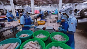 Переработка рыбных продуктов для экспорта на вьетнамском предприятии. Фото: vietnamplus.vn