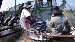 Фермеры собирают урожай пангасиуса на рыбном хозяйстве в провинции Анзянг, где отрасль продолжает адаптироваться к меняющемуся глобальному спросу. Фото: ВИА