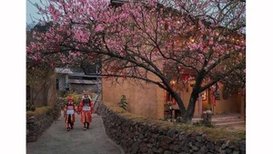  Община Лунгку весной утопает в цветении сакуры. Фото: ВИА