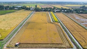 Рисово-креветочные хозяйства в деревне Ньуикам общины Виньлок провинции Камау вступают в сезон уборки урожая. Фото: ВИА