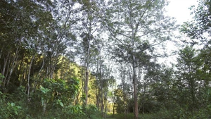 Периферийный ботанический сад Пухуонг.