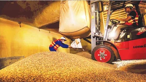 Переработка кофе на экспорт в компании Simexco DakLak. Фото: Минь Ань