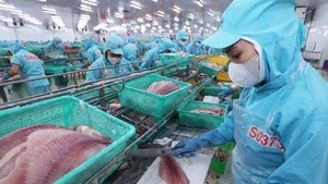 Переработка филе пангасиуса на экспорт на заводе группы «Sao Mai» в провинции Анзянг. Фото: ВИА