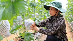 Применение израильских технологий в выращивании дынь обеспечило высокую экономическую эффективность. Фото: ВИА