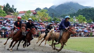 [Инфографика] Некоторые традиционные фестивали и конные скачки во Вьетнаме