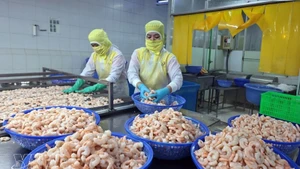 Переработка креветок на экспорт в компании Huy Nam, провинция Анзянг. Фото: ВИА