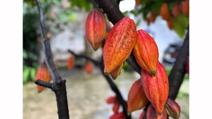 Один из ценных сортов какао, сохраняемых в акционерной компании «Azzan Cacao–Chocolate» (квартал Буонматхуот, провинция Даклак). iФото: ВИА