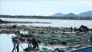 Клеточные садки для разведения водных животных жителей общины Суанкань (провинция Даклак) сильно повреждены, что привело к большим убыткам для населения. Фото: ВИА