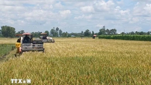 Союз фермеров Камау предложил еще больше усилить роль фермеров в индустриализации и модернизации сельского хозяйства и сельских районов, чтобы достичь национальных целей на 2025–2030 годы с перспективой до 2045 года. Иллюстративное фото: ВИA