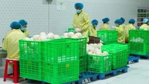 Упаковка кокосов для экспорта на предприятии в провинции Виньлонг. Фото: Минь Ань