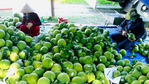 Экспорт сельхозпродукции Ханоя в 2025 году превысил 2 млрд долларов США. Фото: ВИА