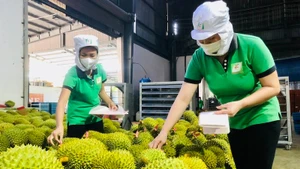 Дуриан - экспортный продукт с высокой добавленной стоимостью, способствующий повышению стоимости сельскохозяйственного сектора. Фото: ВИА