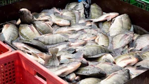 Рост присутствия вьетнамской тилапии на рынке США связан со значительными колебаниями глобального предложения. Фото: VGP