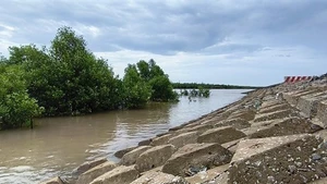 Морская дамба в провинции Камау способствует защите прибрежных лесов, помогает наращивать илистые отмели и снижать уровень эрозии. Фото: ВИА
