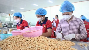 Переработка орехов кешью. Фото: ВИА