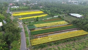 Цветочная деревня Мифонг в квартале Мифонг провинции Донгтхап вступила в сезон сбора урожая, готовясь обеспечить поставки к празднику Тэт 2026 года. Фото: ВИА