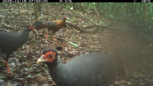 Обследование биоразнообразия зафиксировало 27 видов диких животных, в том числе 8 видов млекопитающих и 19 видов птиц и наземных видов. Фото: Правления по управлению комплексом святилища Мишон