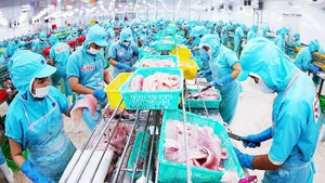 Обработка филе пангасиуса заводе компании Шаомай в провинции Анзянг. Фото: Ву Шинь