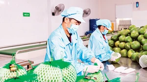 Фото: Минь Ань