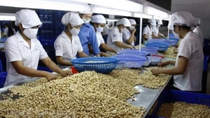 Переработка кешью. Фото: ВИА